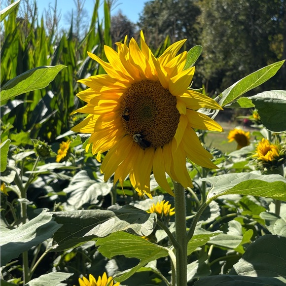 Meet your Posher, Amy - Picture 3 of 5